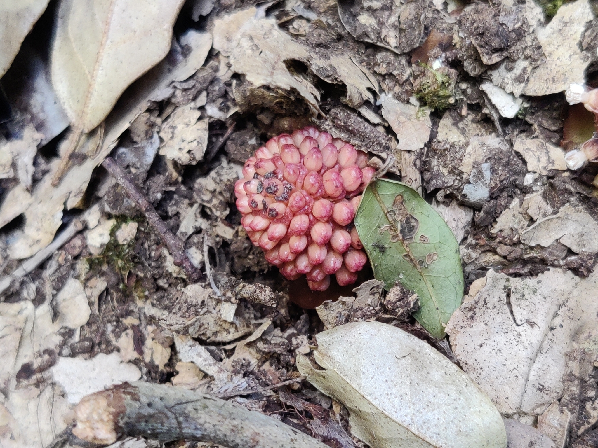 Imagem de Flor-de-cera