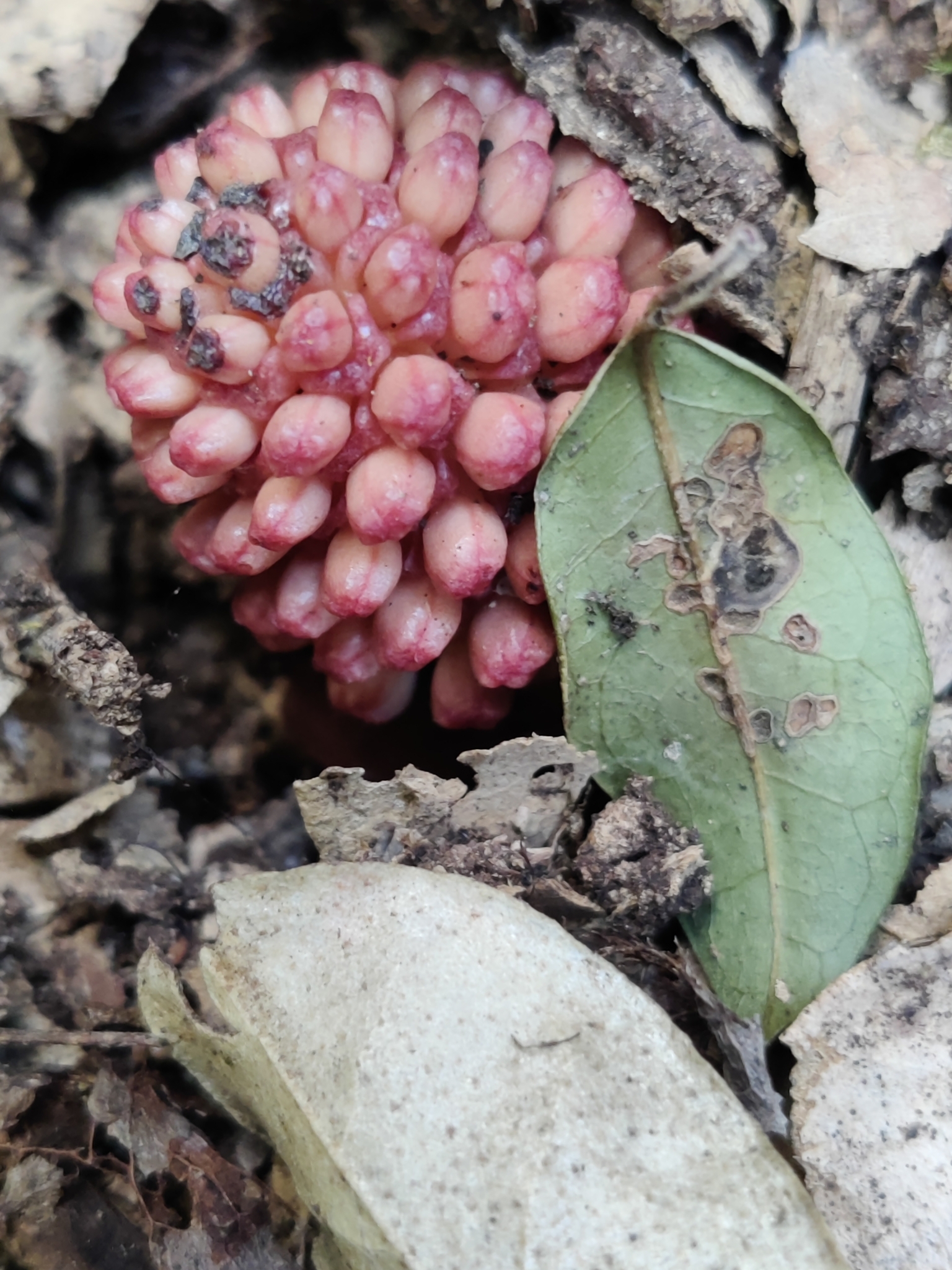 Imagem de Flor-de-cera