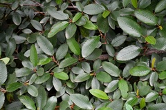 Cercocarpus macrophyllus