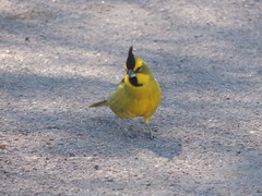 Gubernatrix cristata