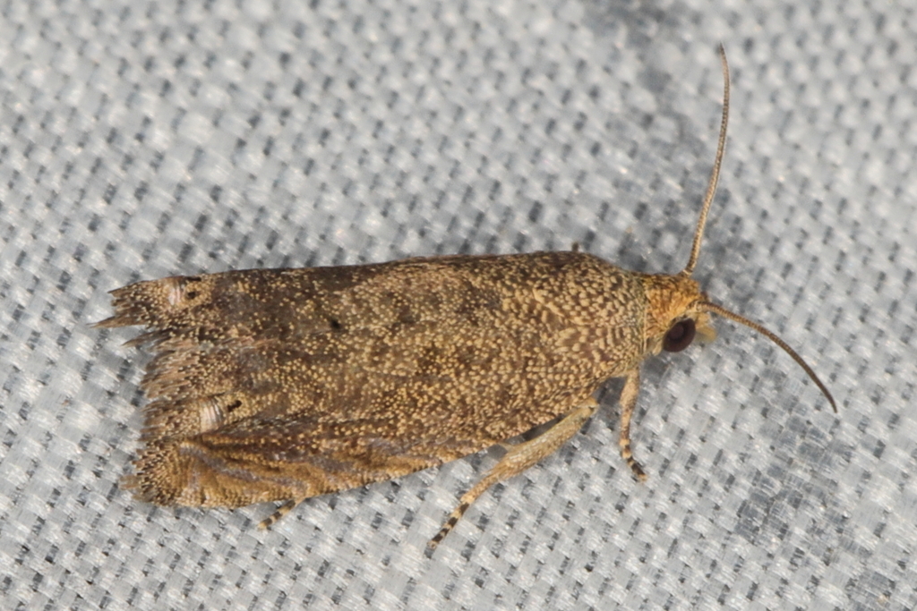 Leguminivora anthracotis