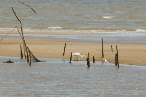 Ardea alba