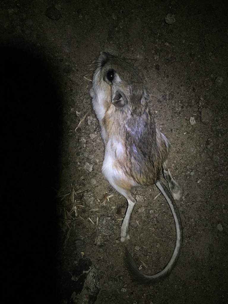 Ord's Kangaroo Rat From 89301, Ely, Nv, Us On July 31, 2019 At 09:18 Pm 