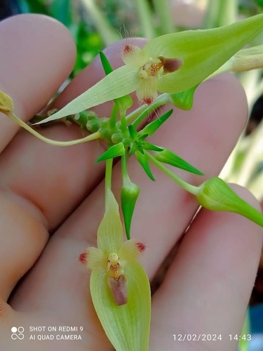 Bulbophyllum blepharistes