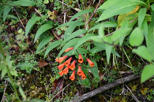 Bomarea acutifolia (Bomarea acutifolia)