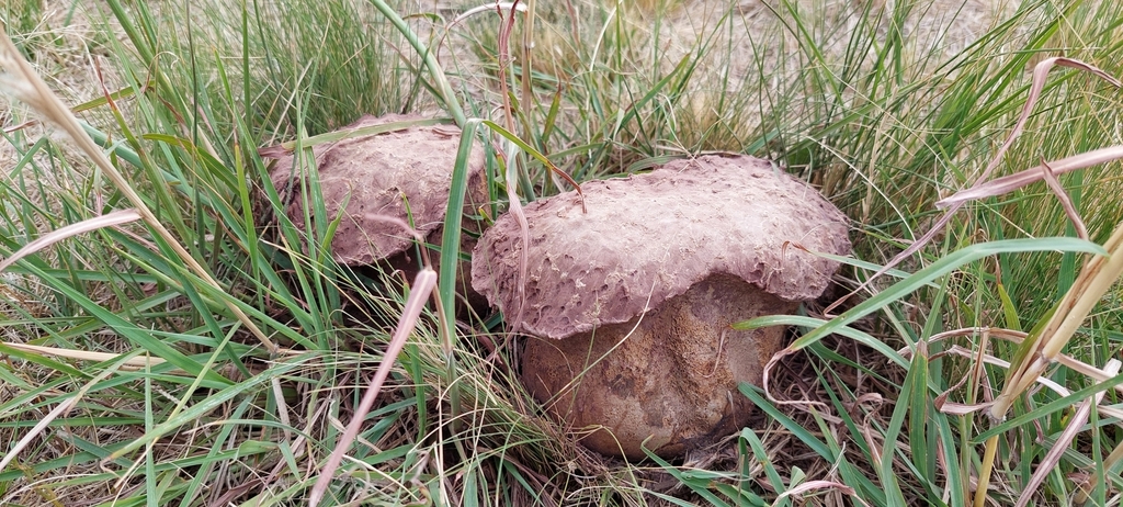 Calvatia cyathiformis · February 2025 · photo: © laurabm2020 (iNaturalist, cc-by)