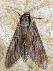 Sphinx maurorum