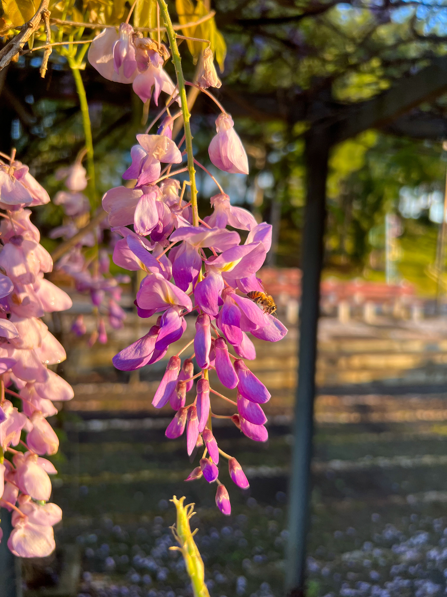 Wisteria sinensis