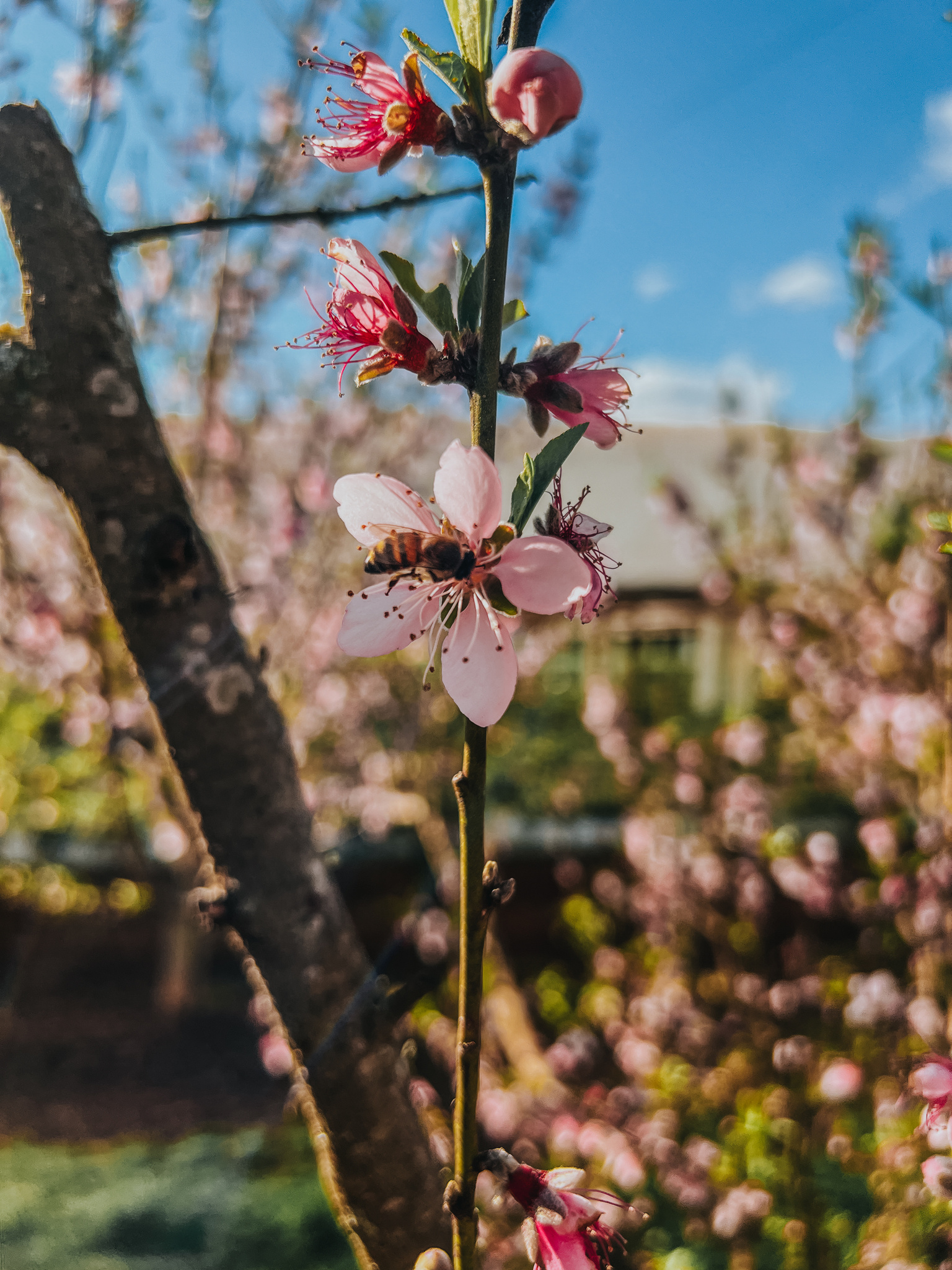 Prunus persica