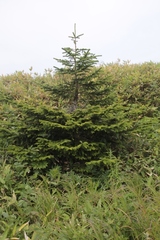 Picea jezoensis jezoensis
