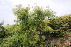 Sorbus commixta