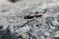 Urocerus flavicornis