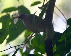 Usambara Thrush photo 4