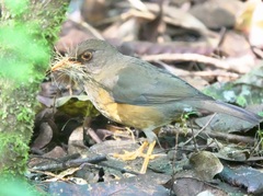 Usambara Thrush photo 2