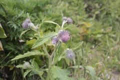 Cirsium kamtschaticum