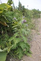 Cirsium kamtschaticum
