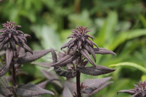 Pedicularis resupinata iNat (3)