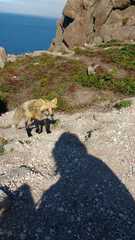 Vulpes vulpes deletrix