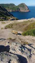 Vulpes vulpes deletrix