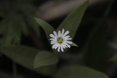 Stellaria radians
