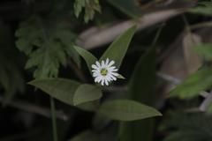 Stellaria radians