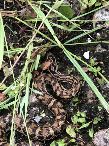 Gloydius qinlingensis