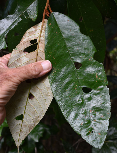 Alphitonia whitei, 2024-12-17