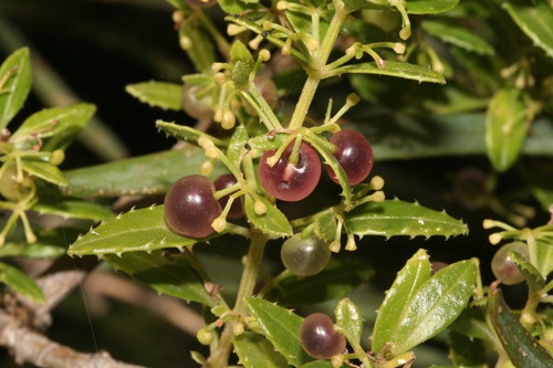 Rubia fruticosa Aiton