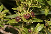 Tasaigo - Photo (c) jltasset, some rights reserved (CC BY-NC), uploaded by jltasset