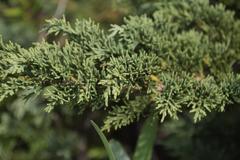 Juniperus chinensis sargentii