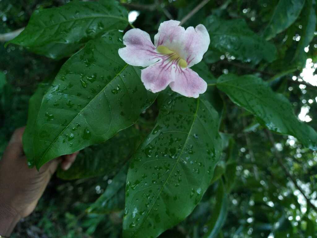 Foto de Trombeta-chinesa