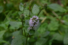 Mentha × piperita