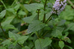 Mentha × piperita
