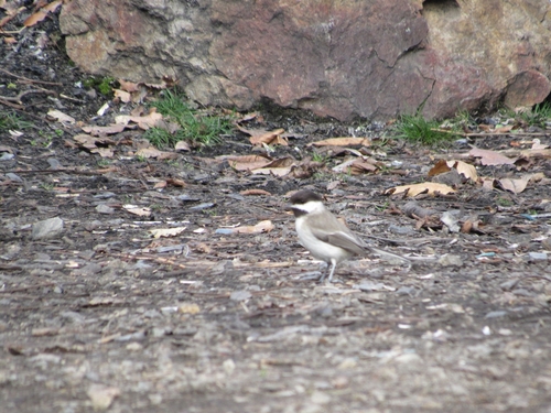 Sombre Tit, 8802 Sliven, Bulgaria, photo 7 of 10