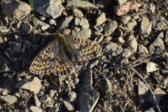 Boloria polaris