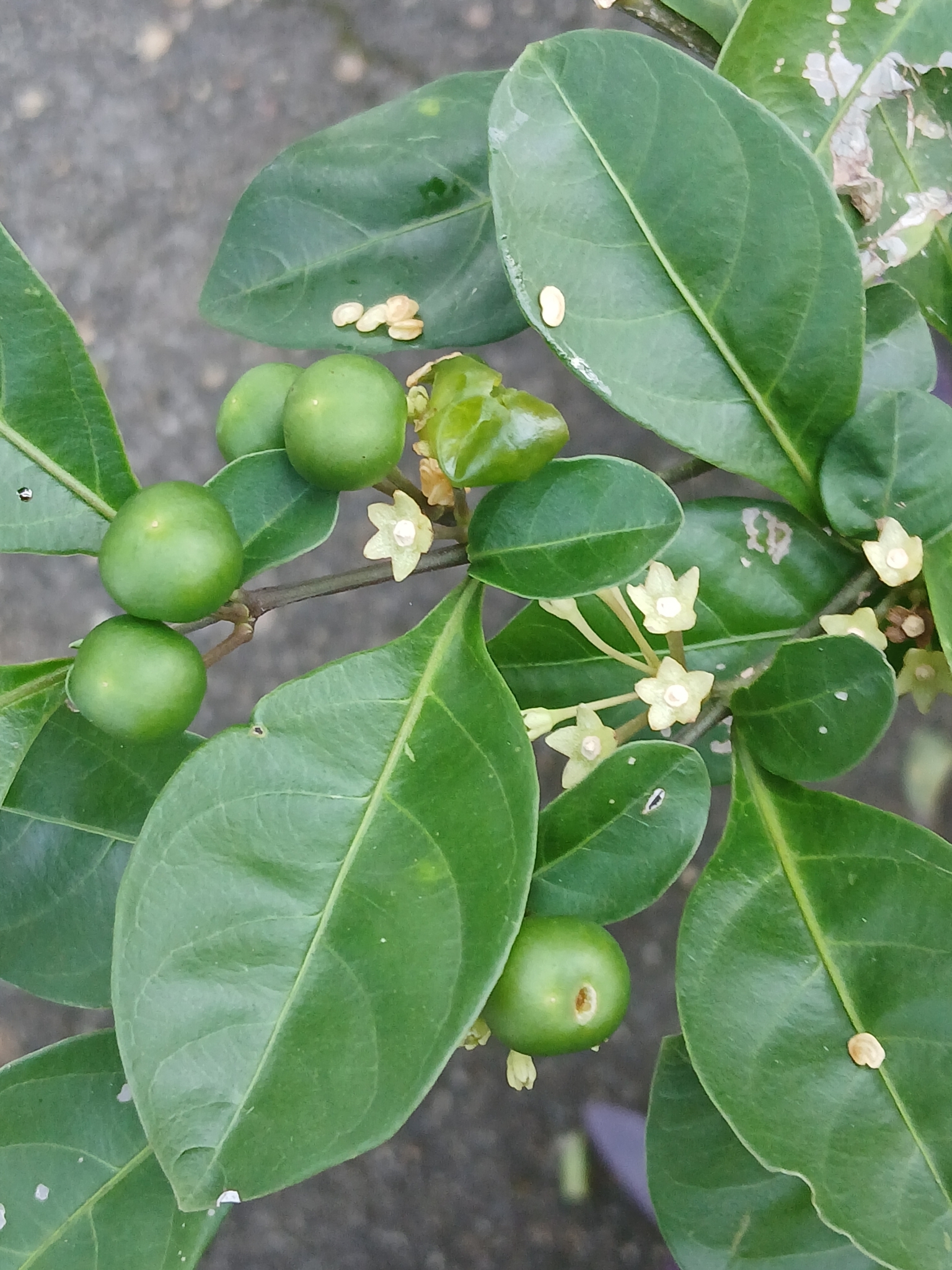 Solanum diphyllum
