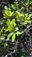 Chrysolepis sempervirens