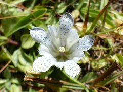 Gentiana newberryi tiogana