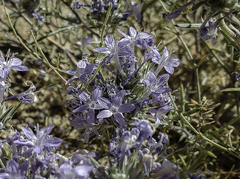 Eriastrum densifolium