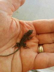 Sceloporus occidentalis