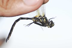 Somatochlora forcipata