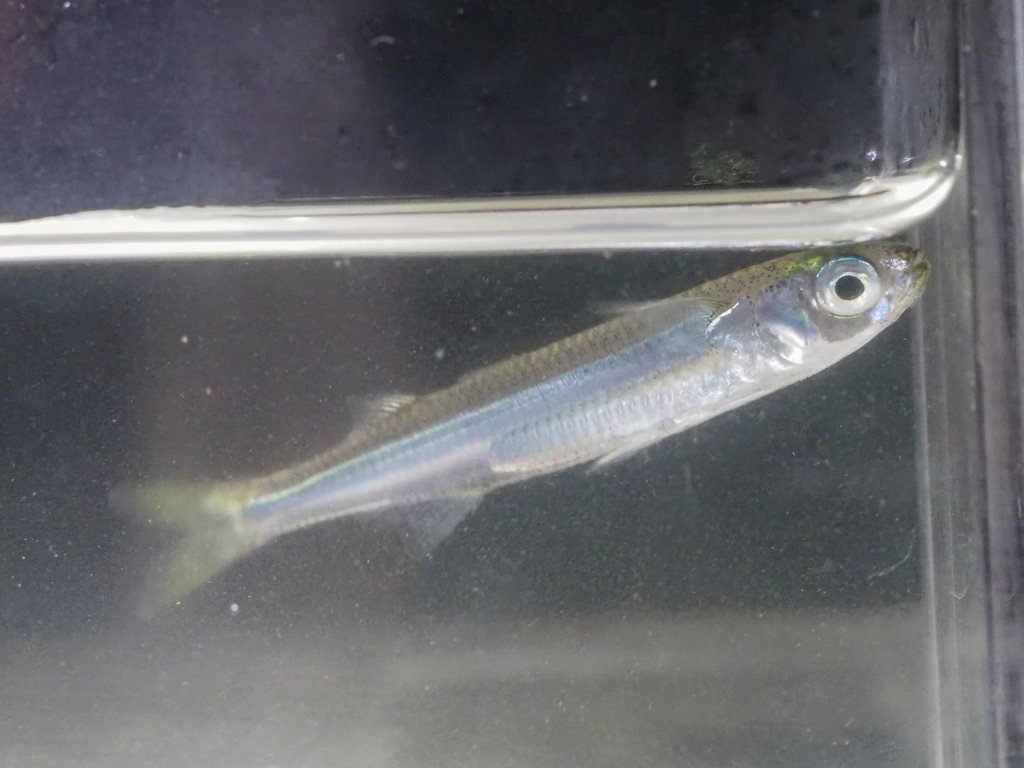 Flathead silverside (Hypoatherina valenciennei) — Atherinidae