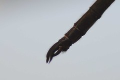 Somatochlora forcipata