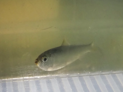 Japanese sardinella (Sardinella zunasi) — Clupeidae — 4
