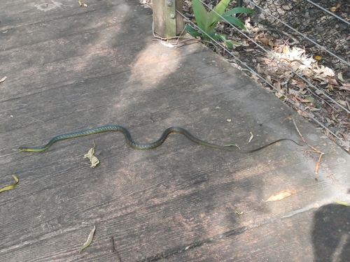 Common Tree Snake sighting