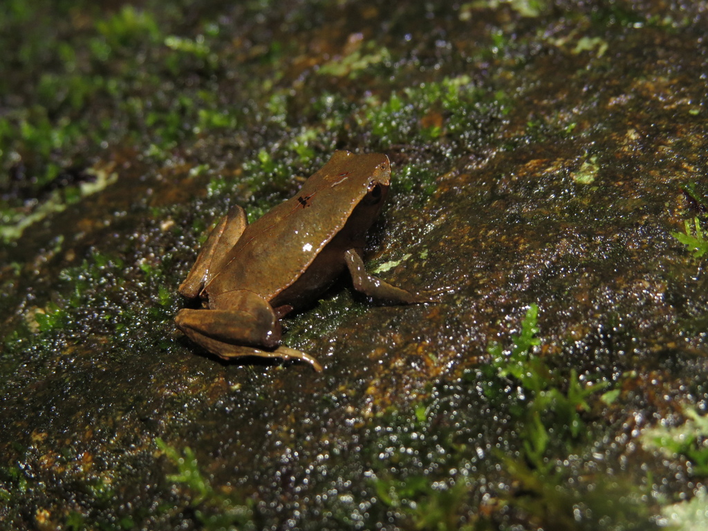 Banhado Frog
