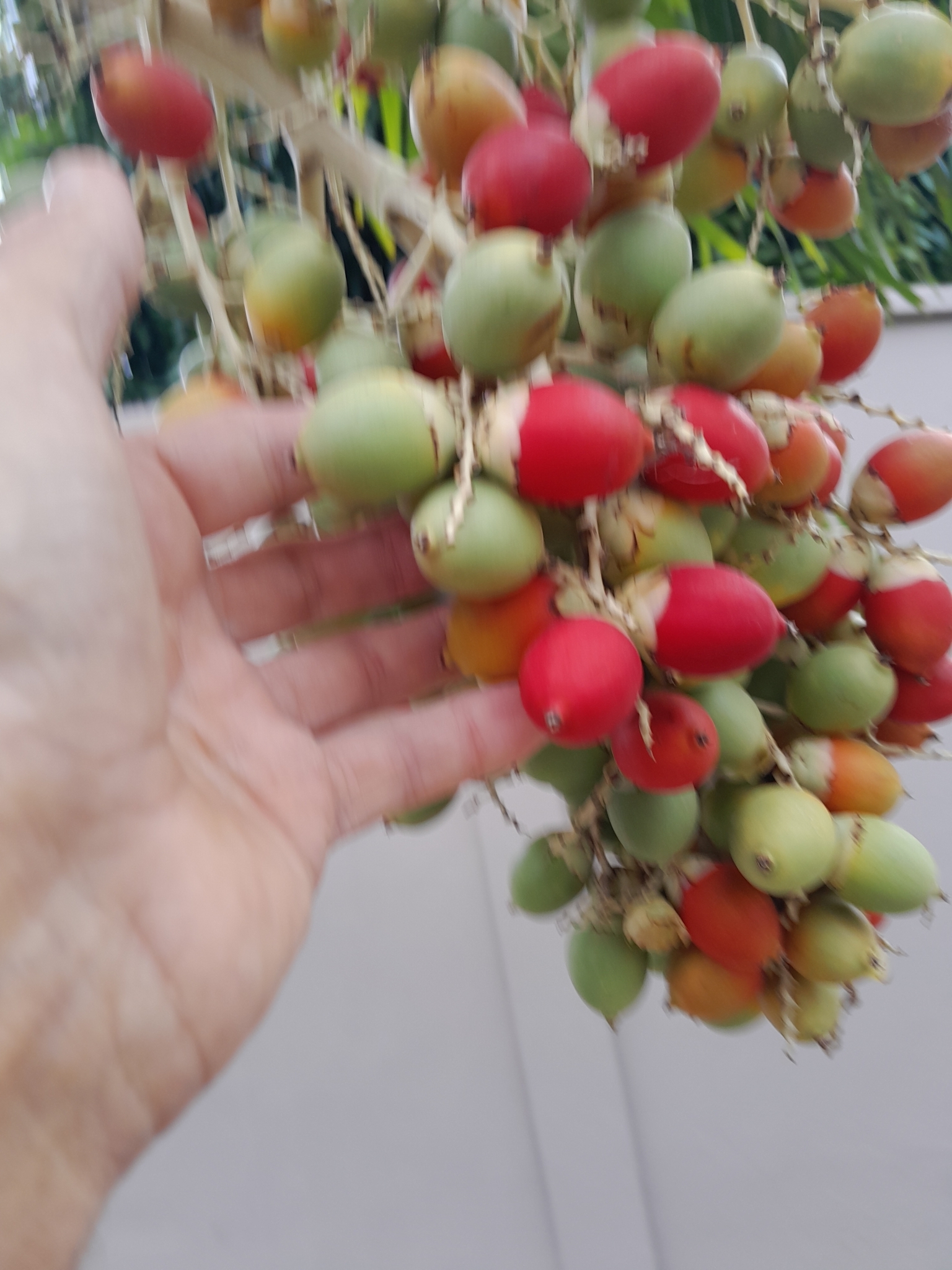 Imagem de Palmeira
