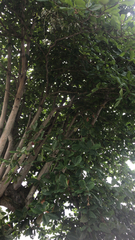 Terminalia catappa