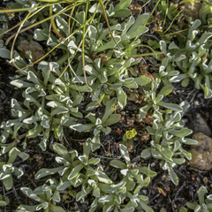 Antennaria rosea