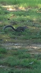 Sciurus carolinensis